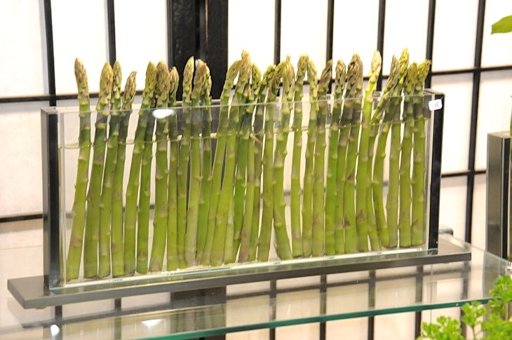 2015-3-2PhilaFlowerMuseum 1678_01.JPG