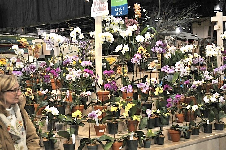 2015-3-2PhilaFlowerMuseum 1816_01.JPG