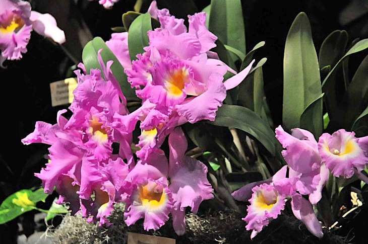 2015-3-2PhilaFlowerMuseum 1325_01.JPG