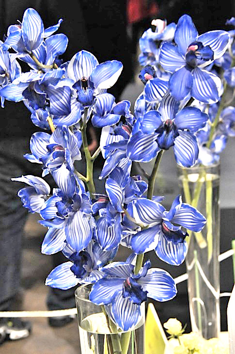 2015-3-2PhilaFlowerMuseum 1335_01.JPG