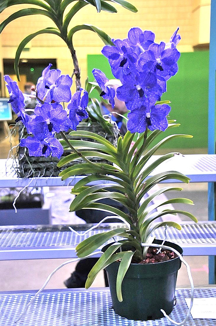 2015-3-2PhilaFlowerMuseum 1122_01.JPG