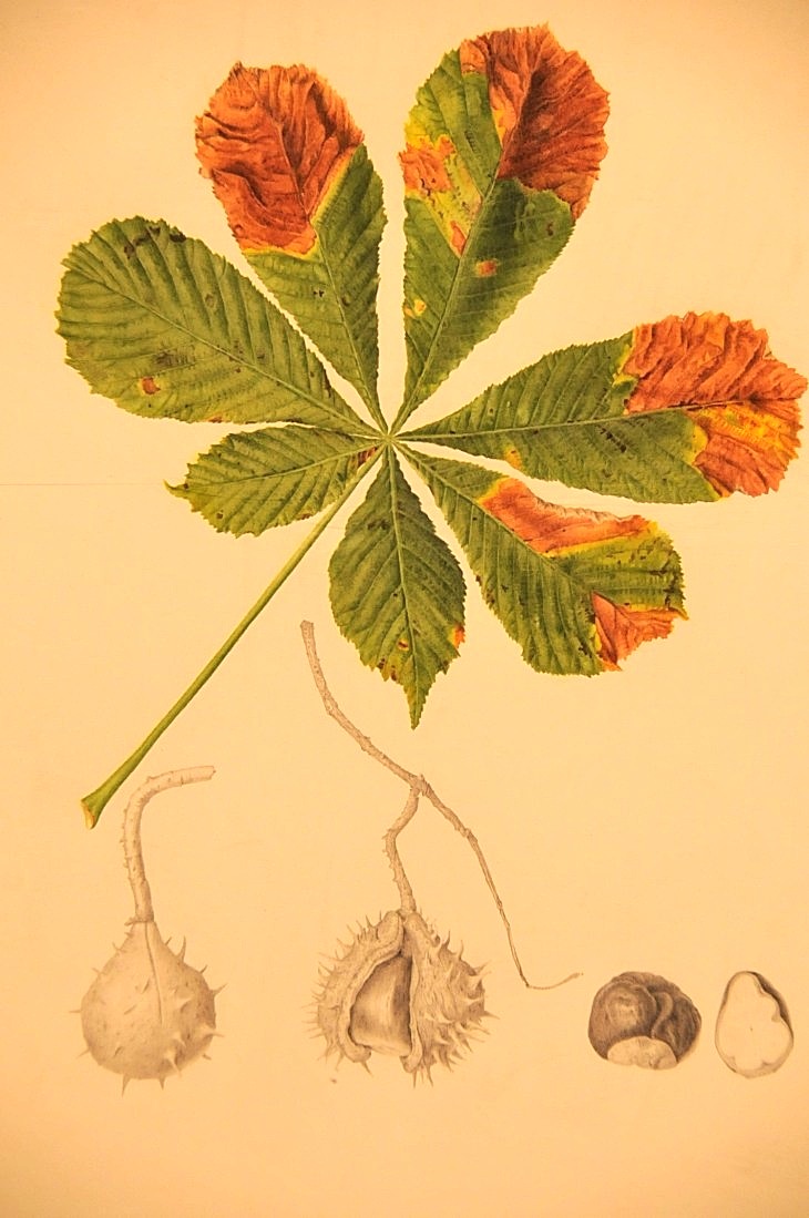 2015-3-2PhilaFlowerMuseum 1565_01.JPG