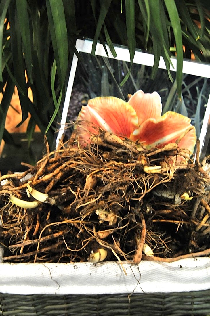 2015-3-2PhilaFlowerMuseum 1801_01.JPG
