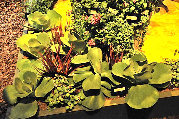 2015-3-2PhilaFlowerMuseum 1260_01.JPG