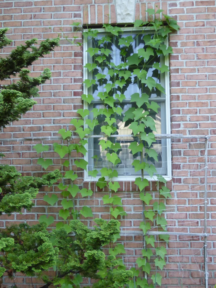 2015-7-30Homegarden 142_01.JPG