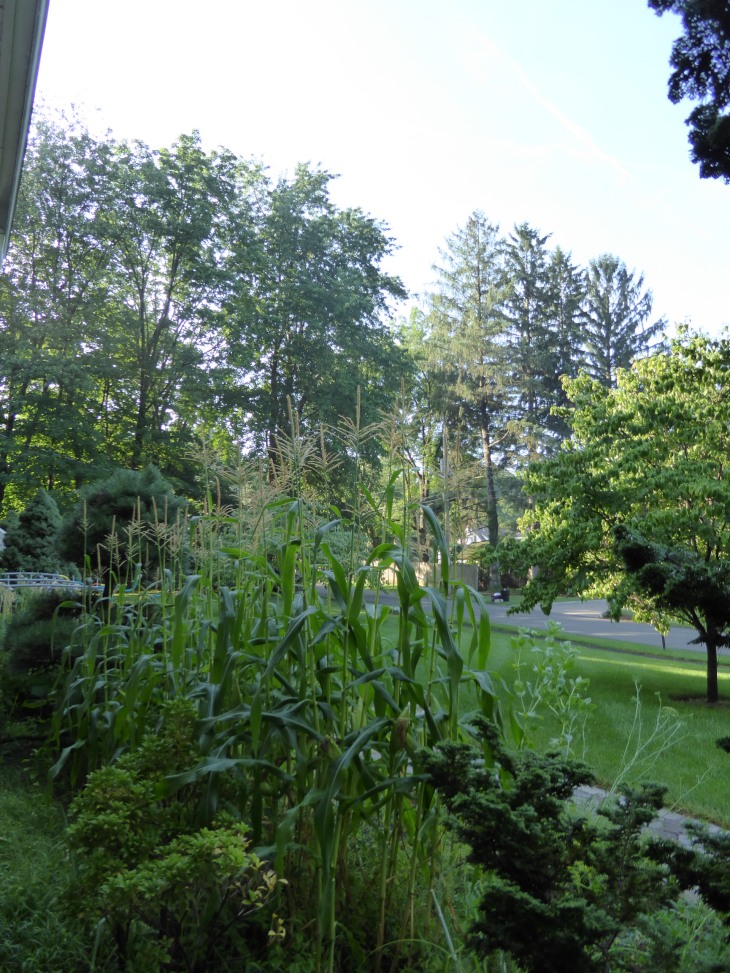2015-7-30Homegarden 150_01.JPG