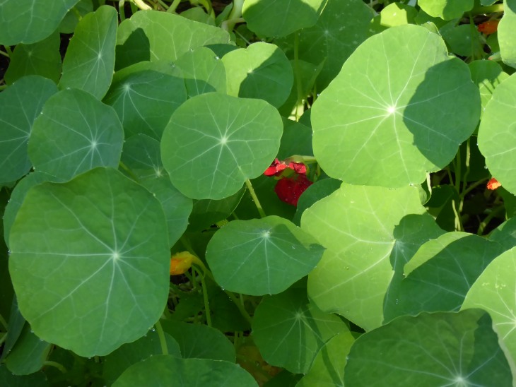 2015-7-30Homegarden 152_01.JPG