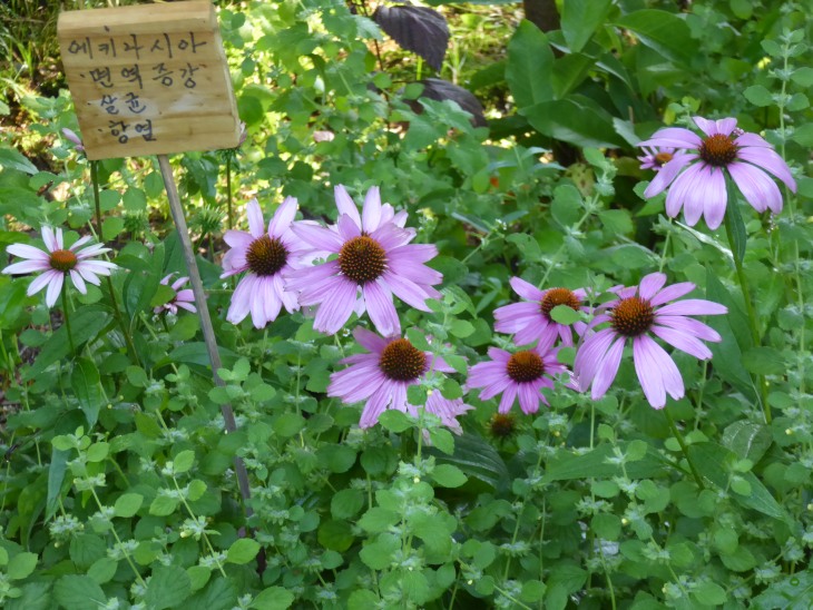 2015-7-30Homegarden 153_01.JPG