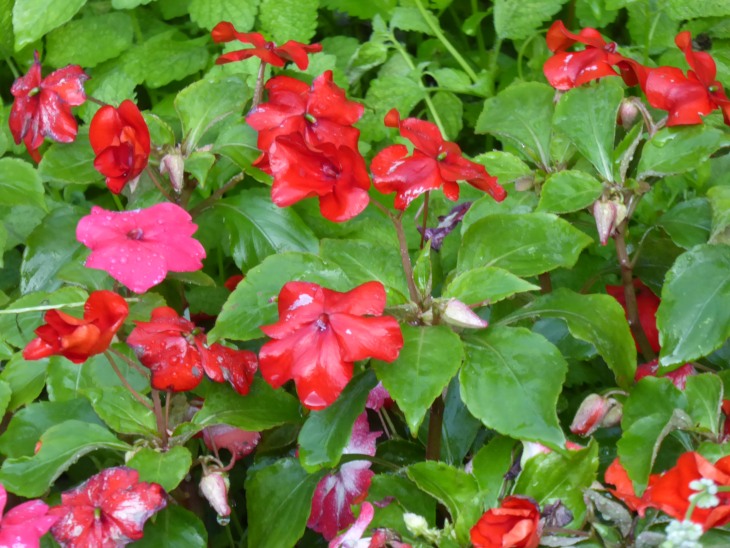 2015-7-30Homegarden 145_01.JPG