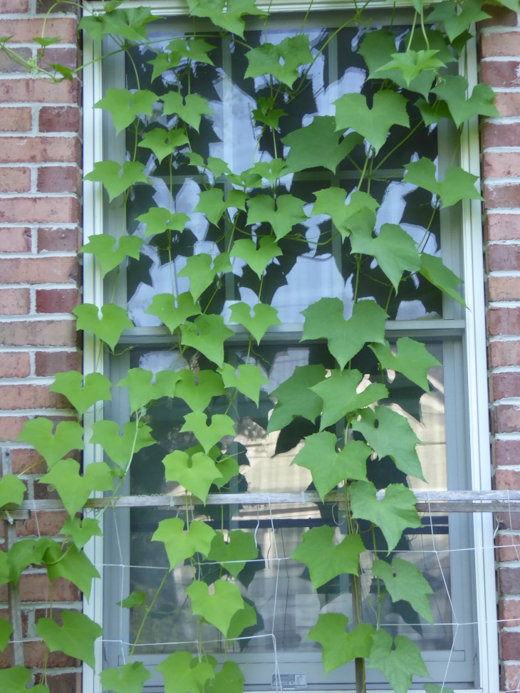 2015-7-30Homegarden 143_01.JPG