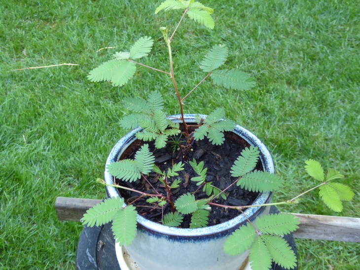 2015-7-30Homegarden 157_01.JPG