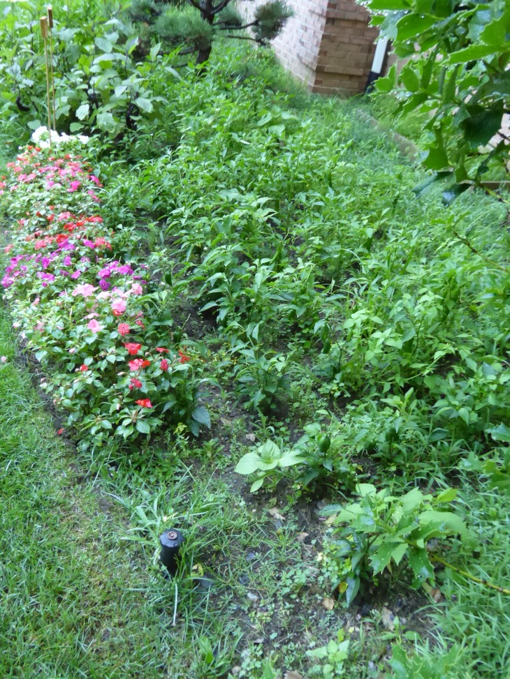 2015-7-30Homegarden 133_01.JPG