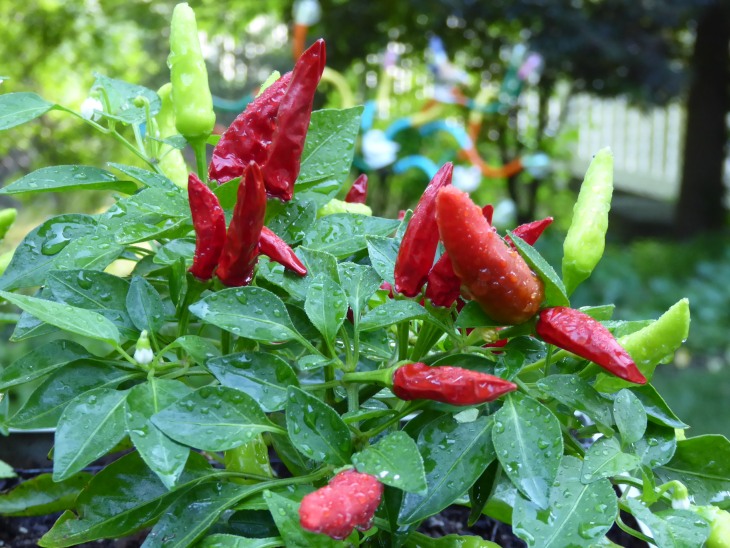 2015-7-30Homegarden 156_01.JPG