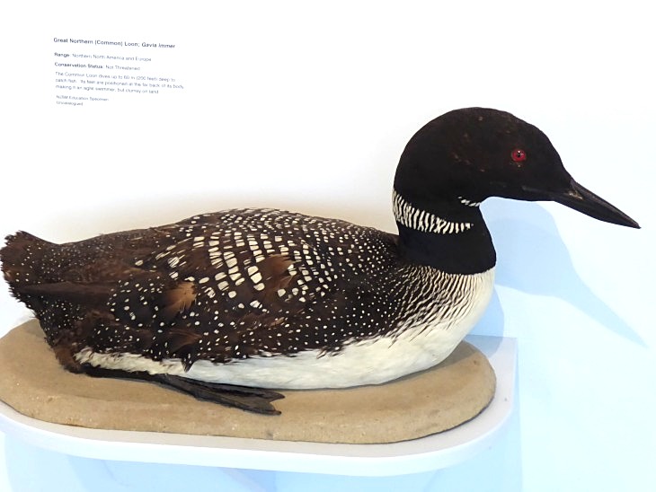 2015-7-30Homegarden 172_01.JPG