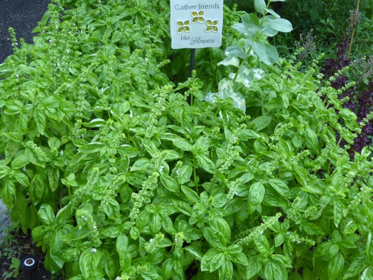 2015-7-30Homegarden 148_01.JPG