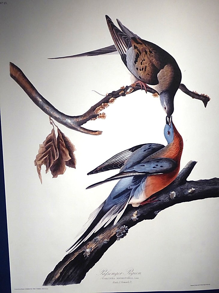 2015-7-30Homegarden 182_01.JPG