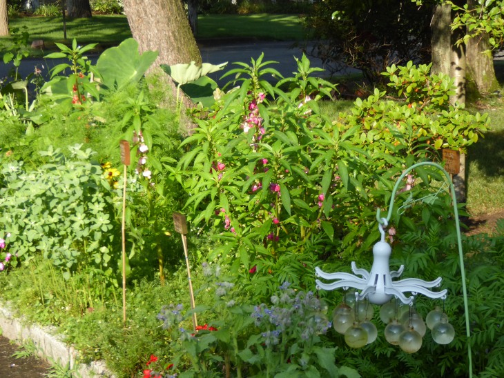 2015-7-30Homegarden 147_01.JPG