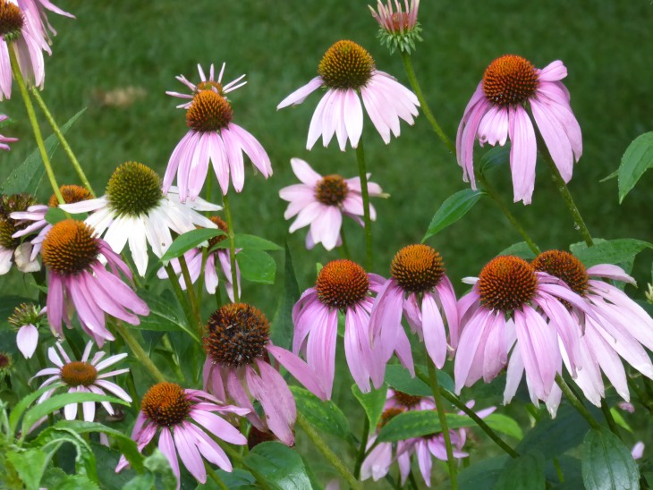 2015-7-30Homegarden 144_01.JPG