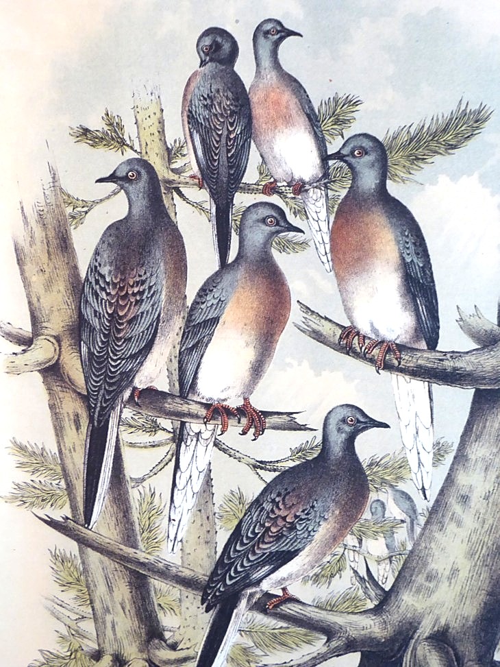 2015-7-30Homegarden 181_02.JPG