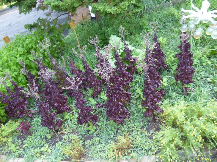2015-7-30Homegarden 141_01.JPG