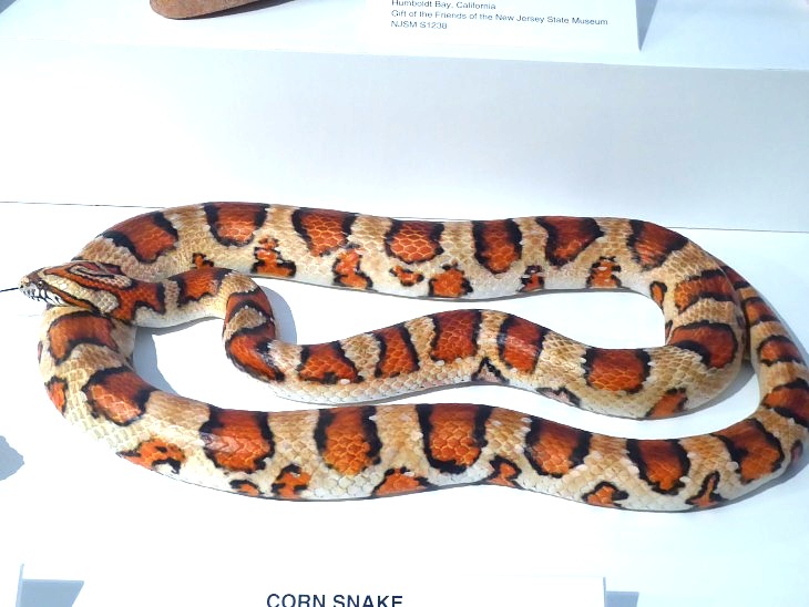 2015-7-30Homegarden 315_01.JPG