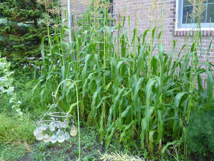 2015-7-30Homegarden 139_01.JPG