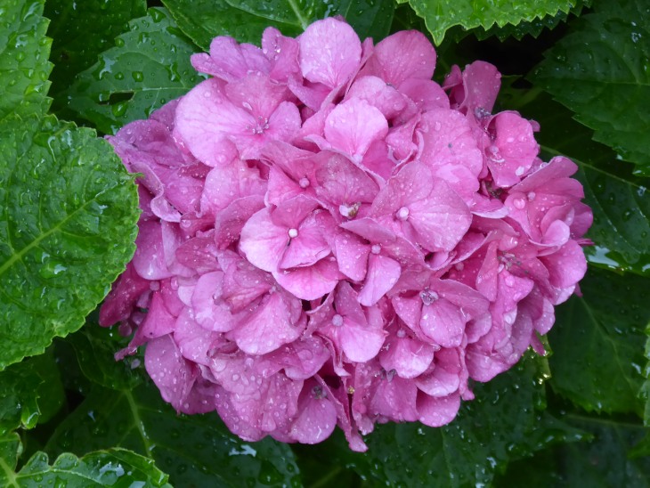 2015-7-30Homegarden 166_01.JPG