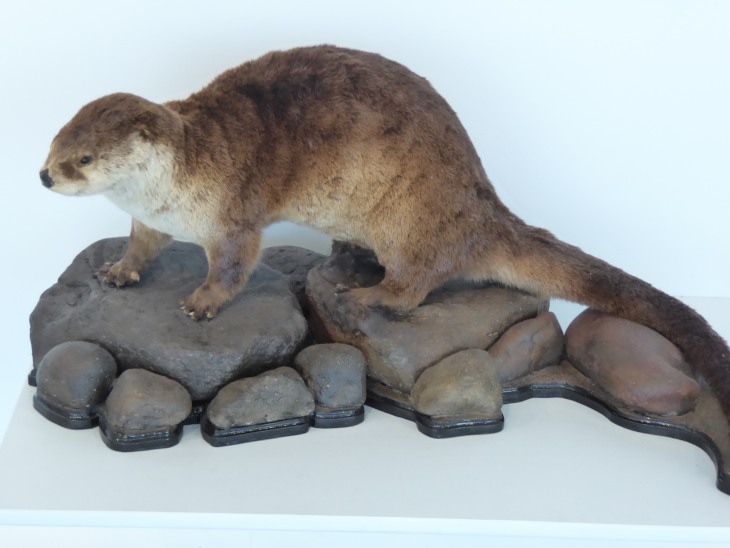 2015-7-30Homegarden 168_01.JPG