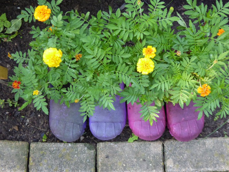 2015-7-30Homegarden 167_01.JPG