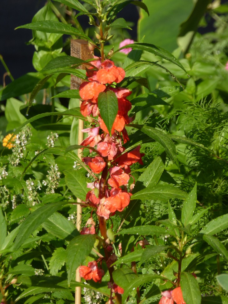 2015-7-30Homegarden 146_01.JPG