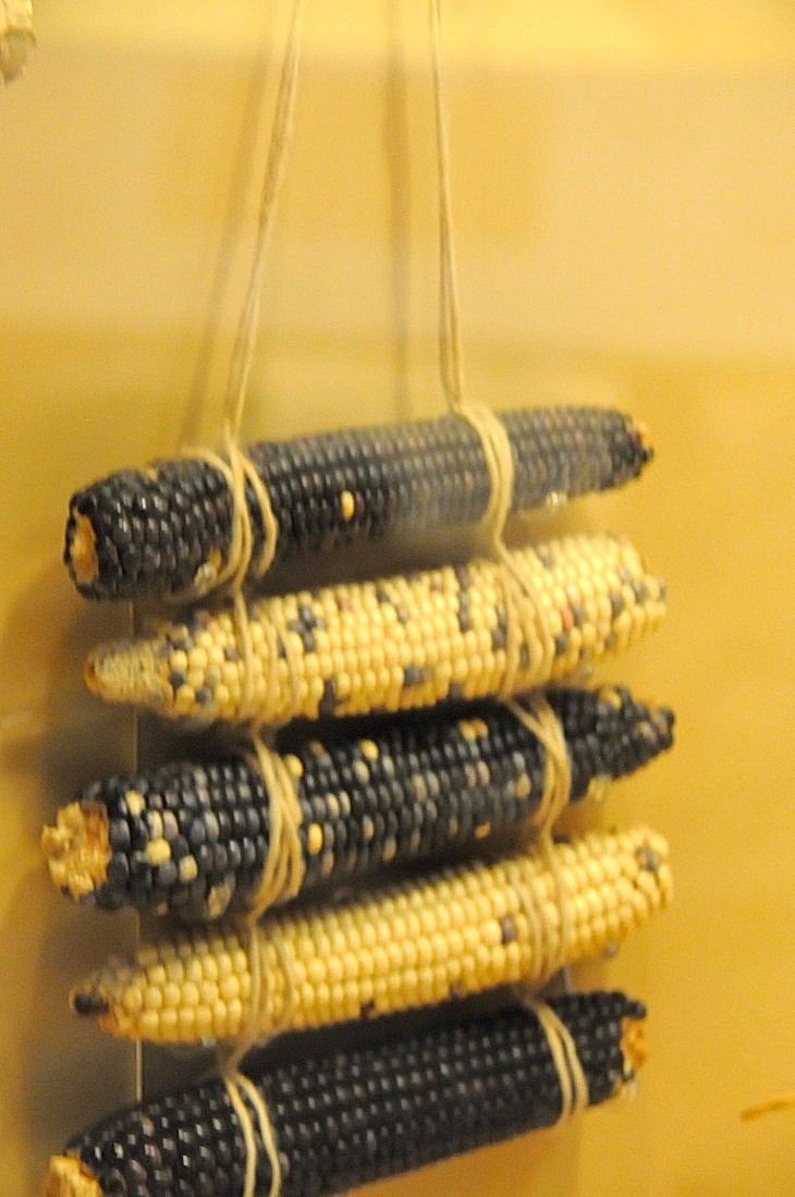 2015-7-29carnegiemuseum 703_01.JPG