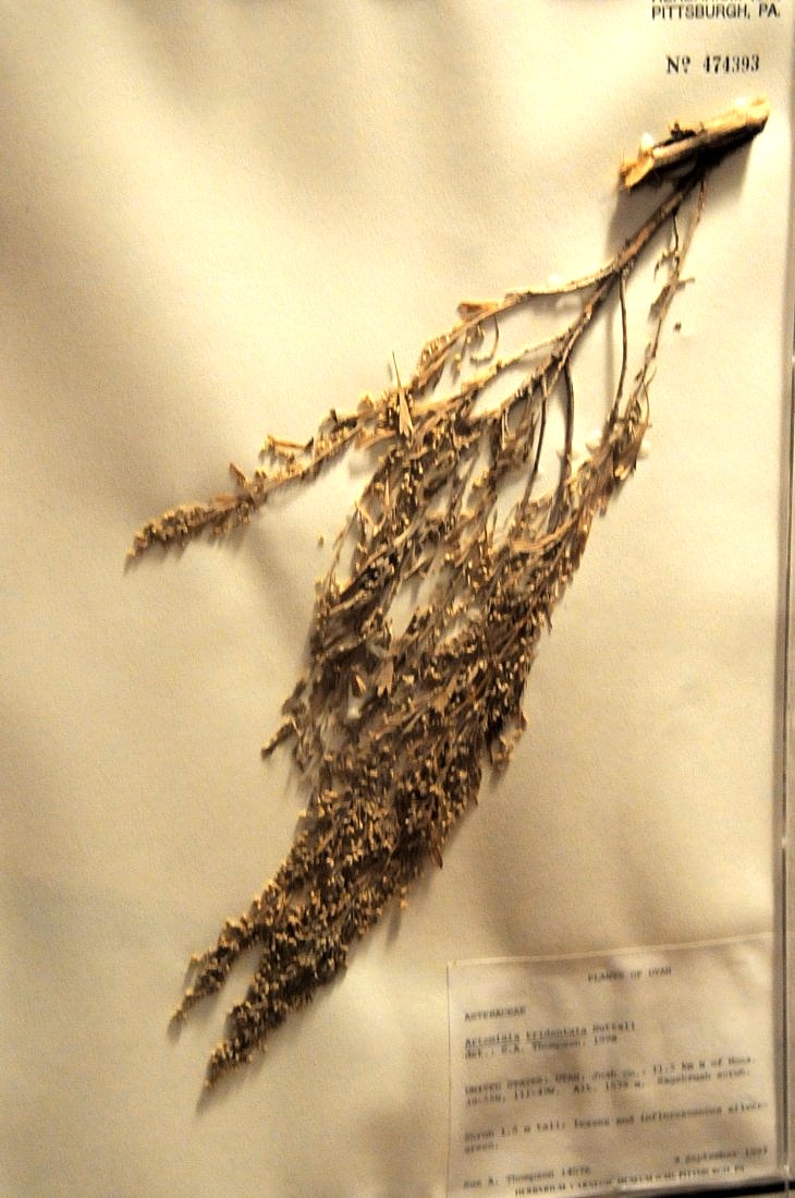 2015-7-29carnegiemuseum 767_01.JPG