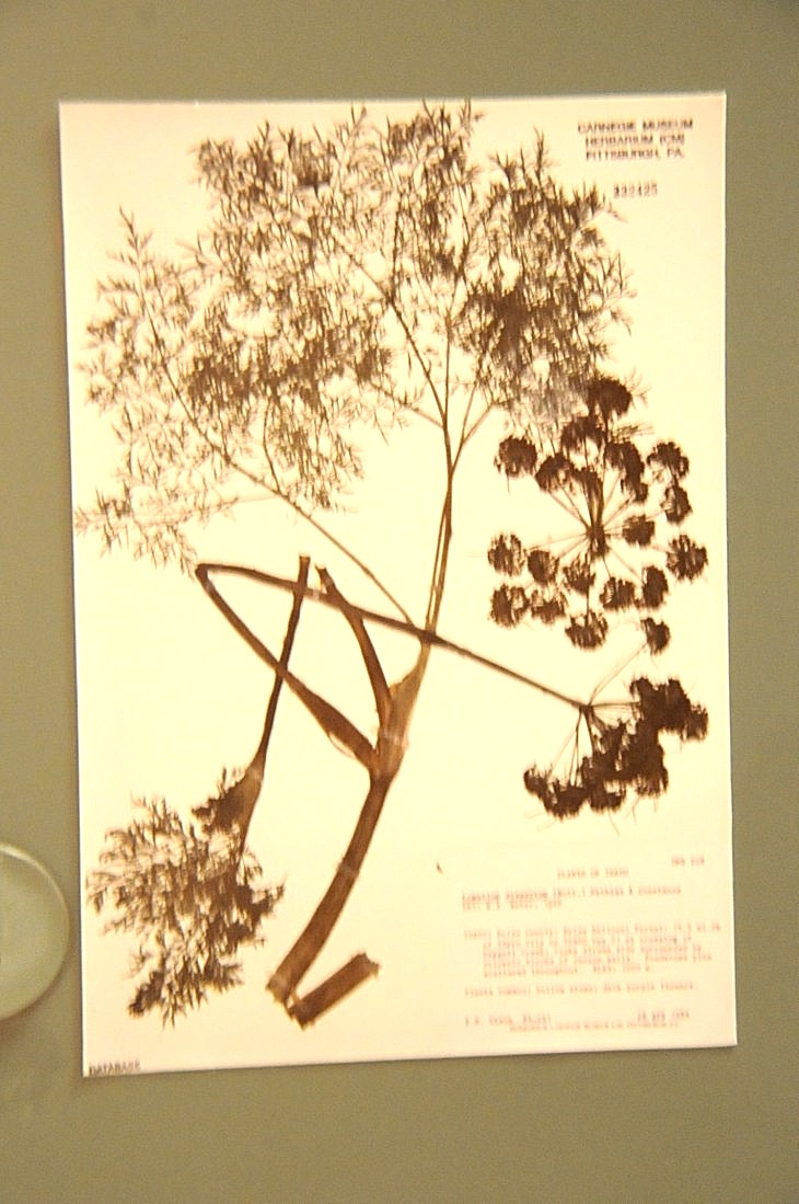 2015-7-29carnegiemuseum 769_01.JPG