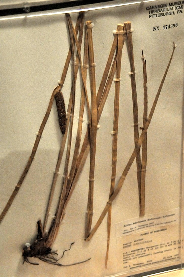 2015-7-29carnegiemuseum 766_01.JPG