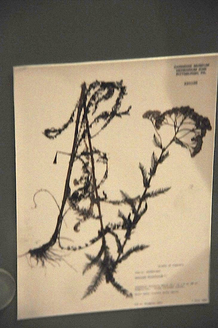 2015-7-29carnegiemuseum 771_01.JPG