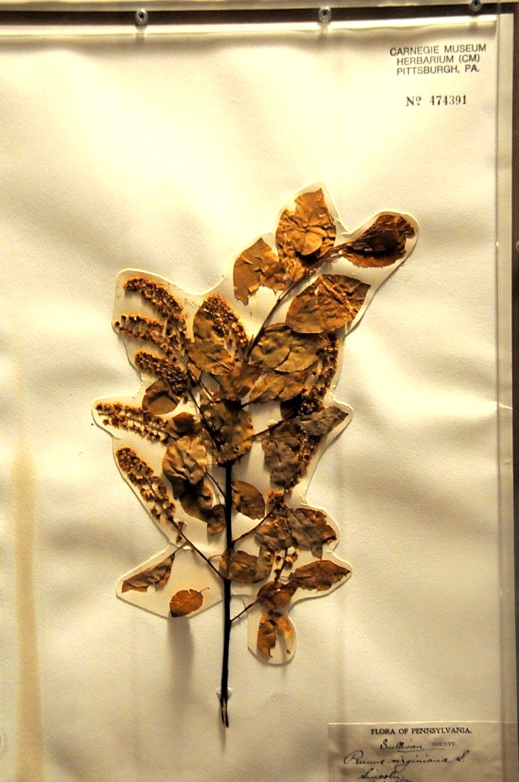 2015-7-29carnegiemuseum 760_01.JPG