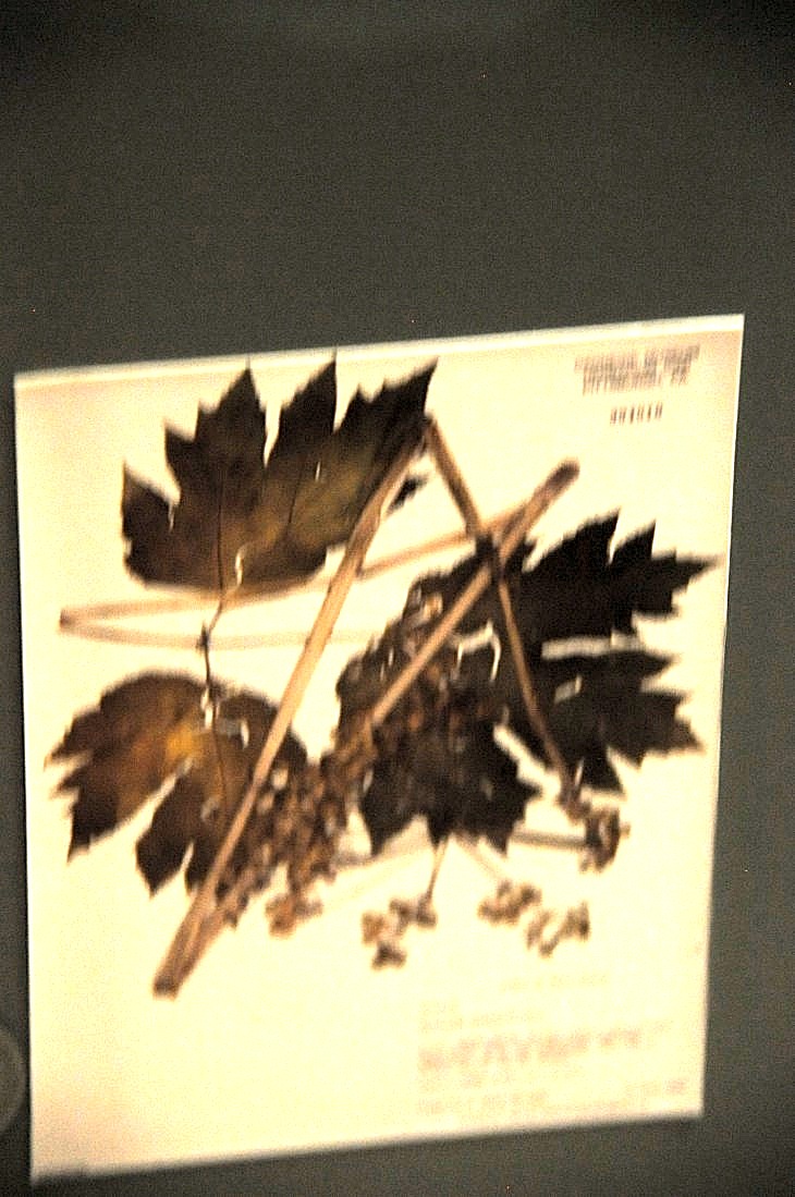 2015-7-29carnegiemuseum 772_01.JPG