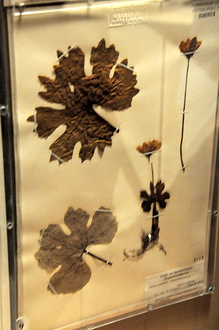 2015-7-29carnegiemuseum 765_01.JPG