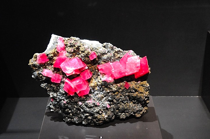 2015-7-29carnegiemuseum 1207_01.JPG