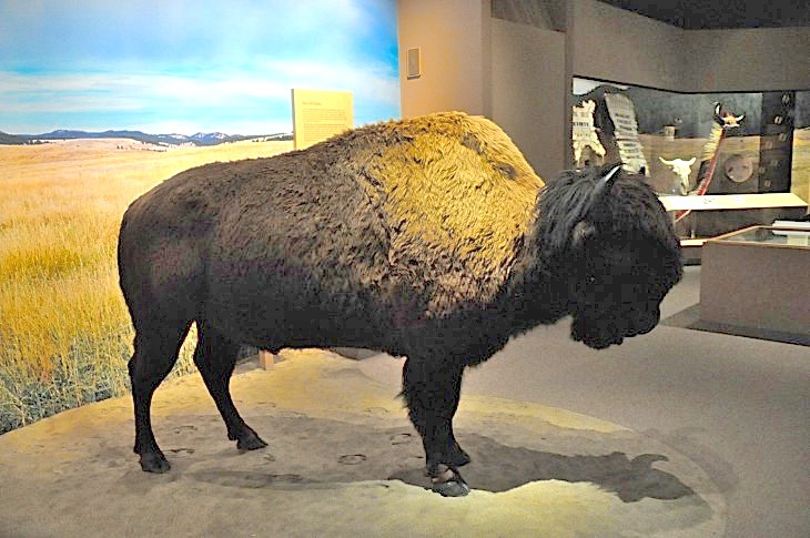 2015-7-29carnegiemuseum 628_01.JPG