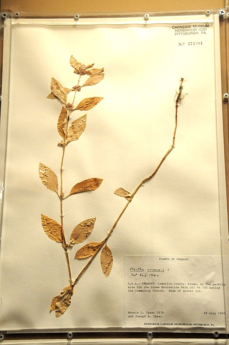 2015-7-29carnegiemuseum 758_01.JPG