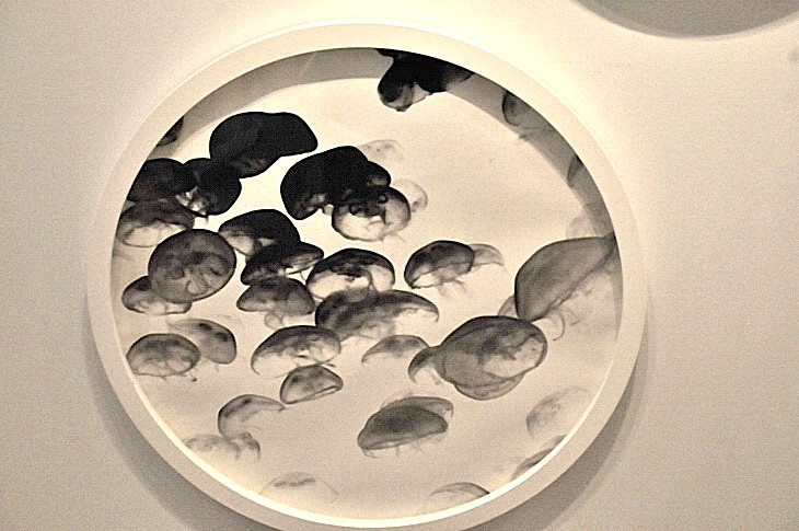2016-2-15miamiartshow2 1715_01.JPG