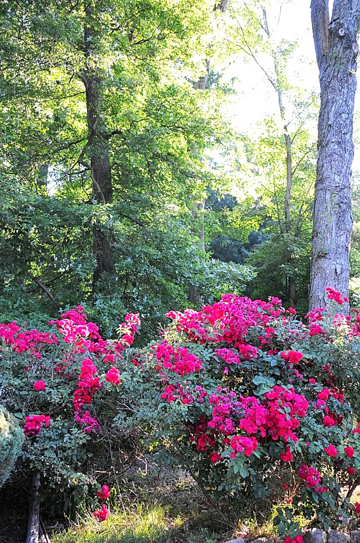 DSC_7832_01.JPG