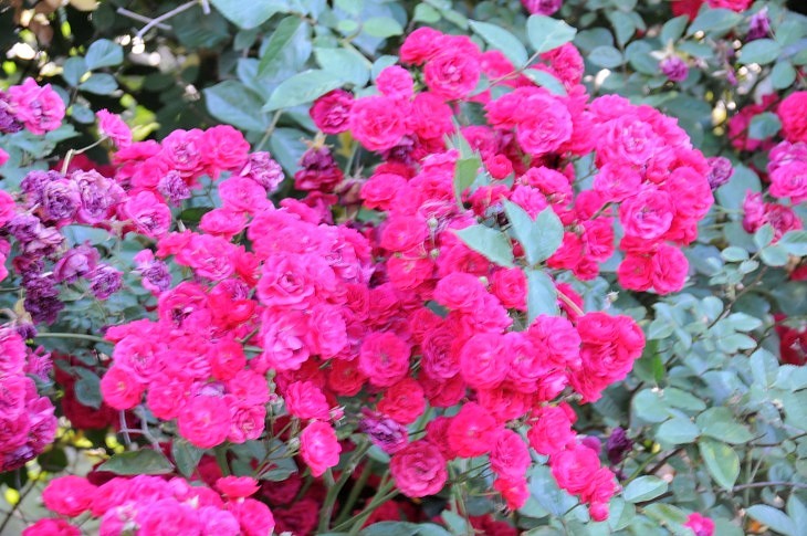 DSC_7830_01.JPG