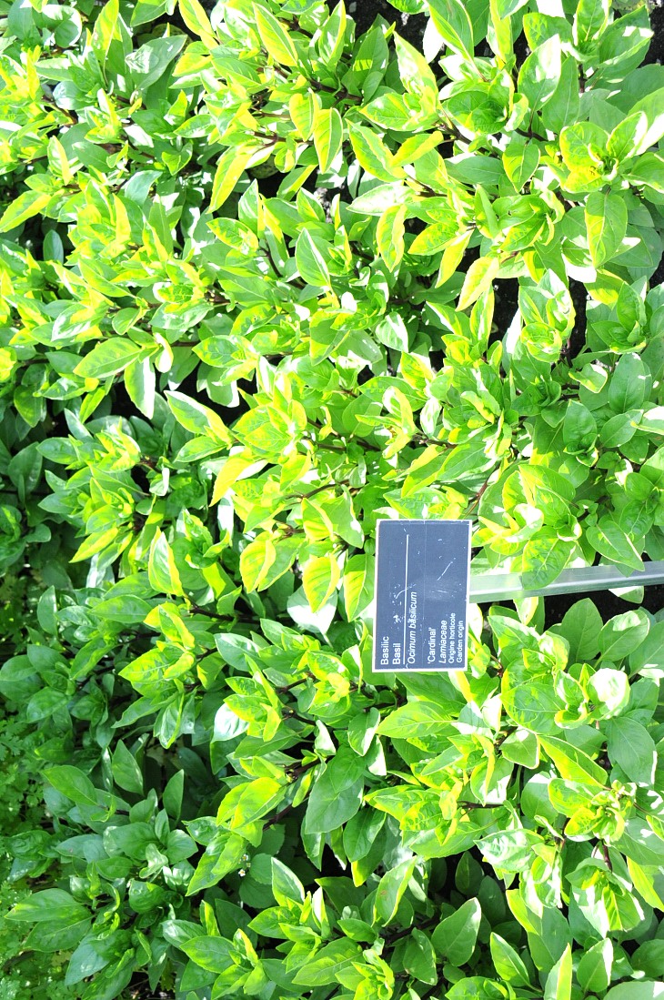 2016-7-25canadaherb 2922_01.JPG