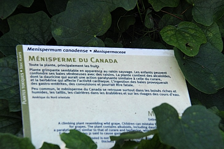2016-7-25canadaherb 4074_01.JPG