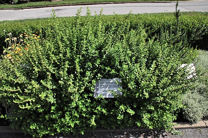 2016-7-25canadaherb 3039_01.JPG