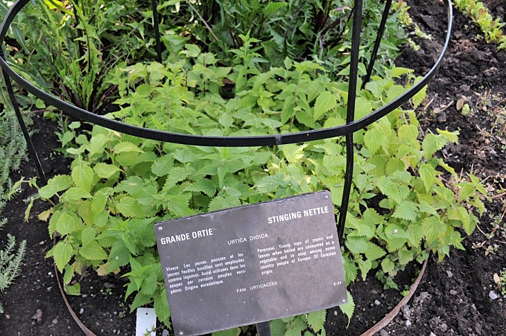 2016-7-25canadaherb 3430_01.JPG