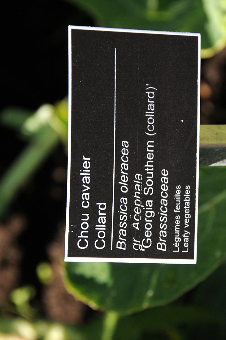 2016-7-25canadaherb 3224_01.JPG