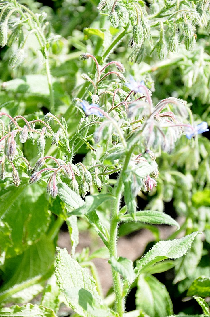 2016-7-25canadaherb 3092_01.JPG